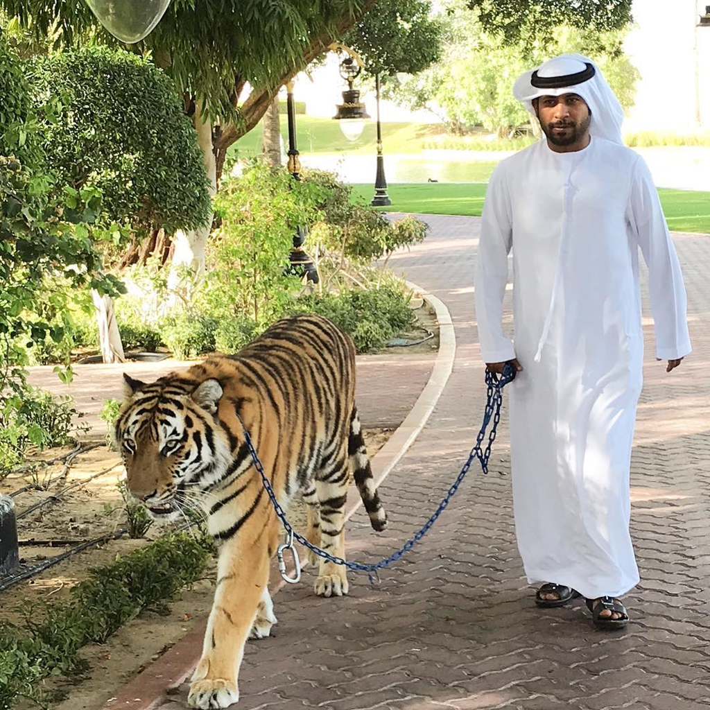 Nuôi hổ tại Dubai