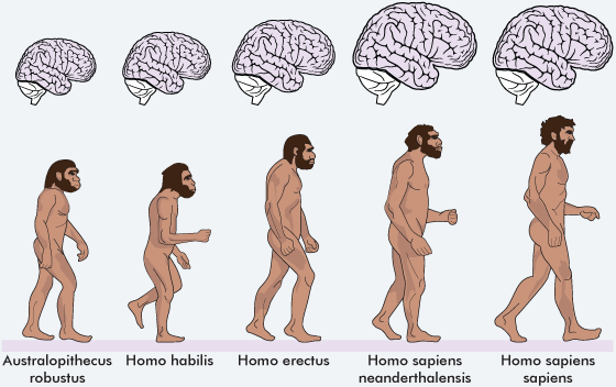 sự tiến hóa của con người